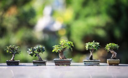 7-Day Japan Cultural immersion tour : Japan Bonsai & Cultural Immersion Tour