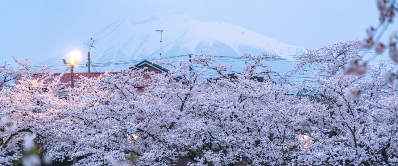 cherry blossom in hokkaido