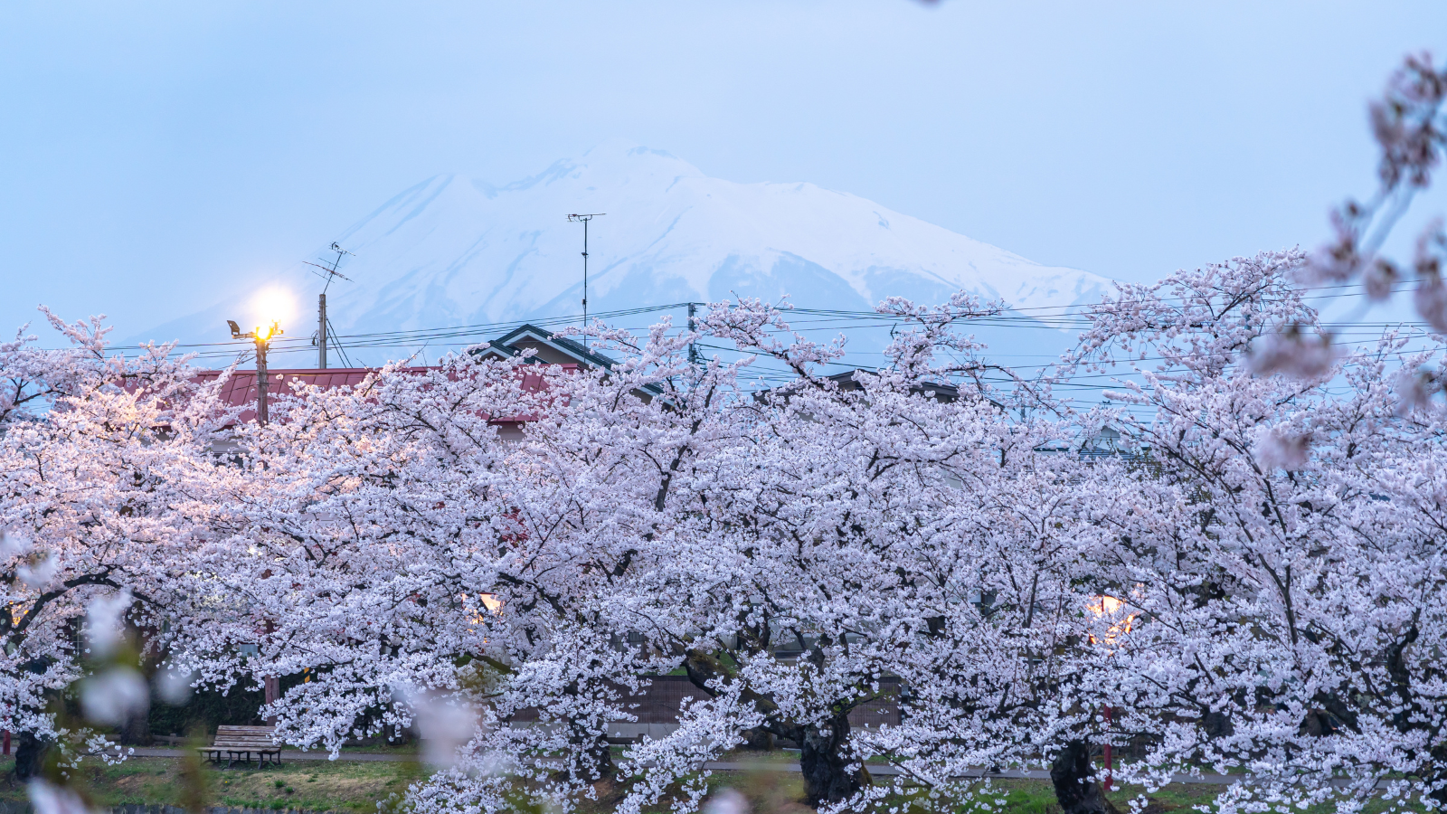 cherry blossom in hokkaido