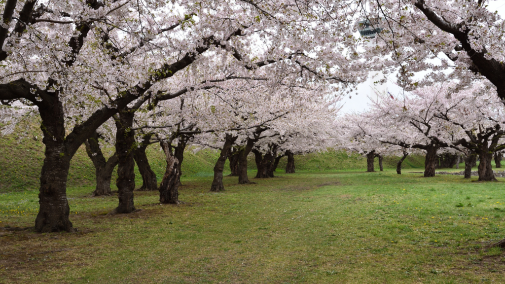 Fukuoka at Night: Street Food, River Views, and Local Vibes