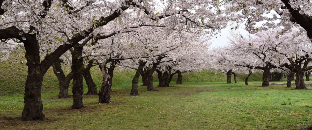 Best Private Onsen During Cherry Blossom Season in Japan (2026 Guide)