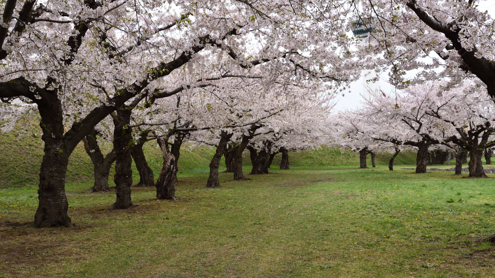 Best Private Onsen During Cherry Blossom Season in Japan (2026 Guide)