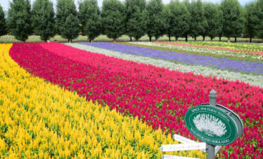 Hokkaido Summer Itinerary – 7 Day Travel Guide to Sapporo, Furano & Hakodate