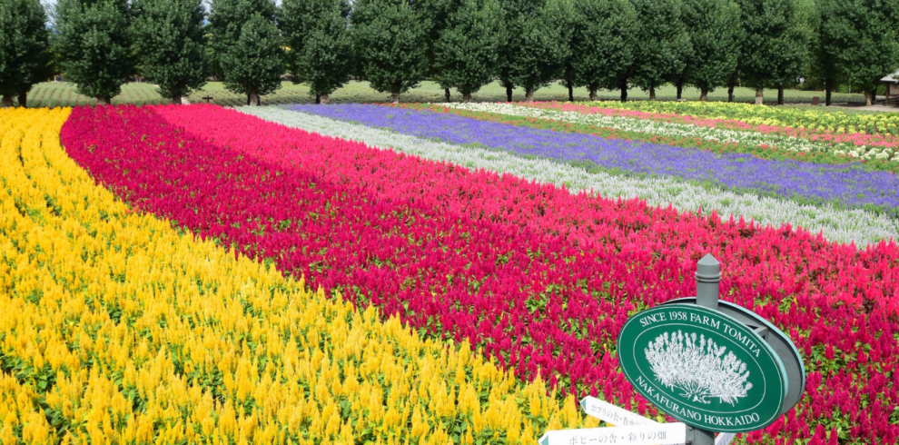 Best of Hokkaido in Summer – Classic Hokkaido Tour 7-Days