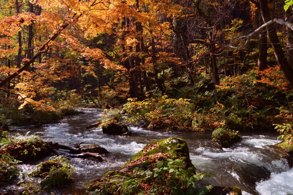 Oirase Gorge in Autumn: Walking Through Japan’s Most Beautiful Forest Stream