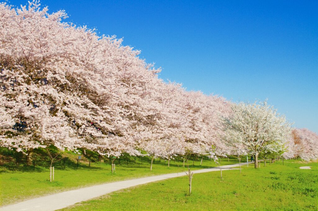 5 Peaceful Cherry Blossom Spots Near Tokyo