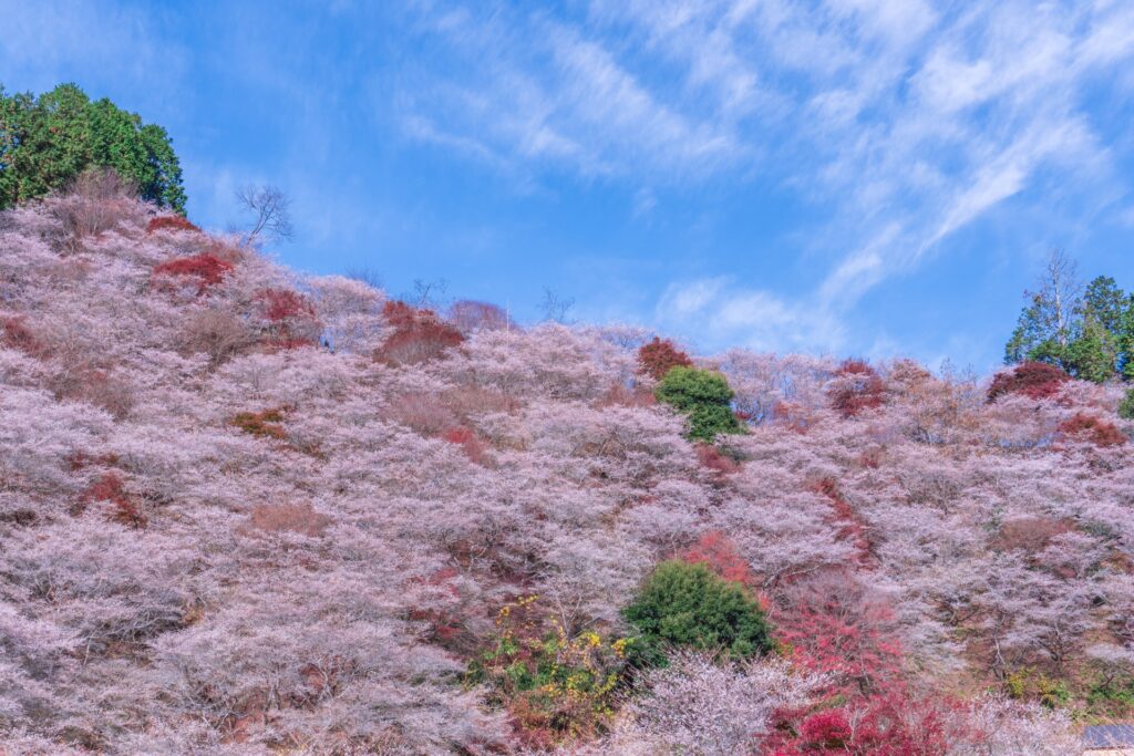 Obara Shikizakura: Where Autumn Leaves Bloom Beside Cherry Blossoms