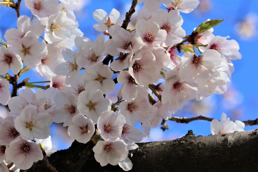 Cherry Blossom Spots in Tokyo Without the Crowds