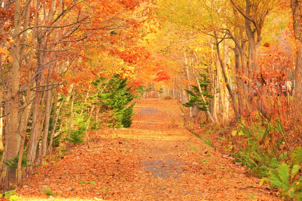 Japan Autumn Colors Guide: Why Hokkaido Peaks Earlier Japan Autumn Colors Guide: Why Hokkaido Peaks Earlier