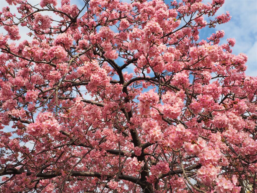 Cherry Blossom Spots in Tokyo Without the Crowds