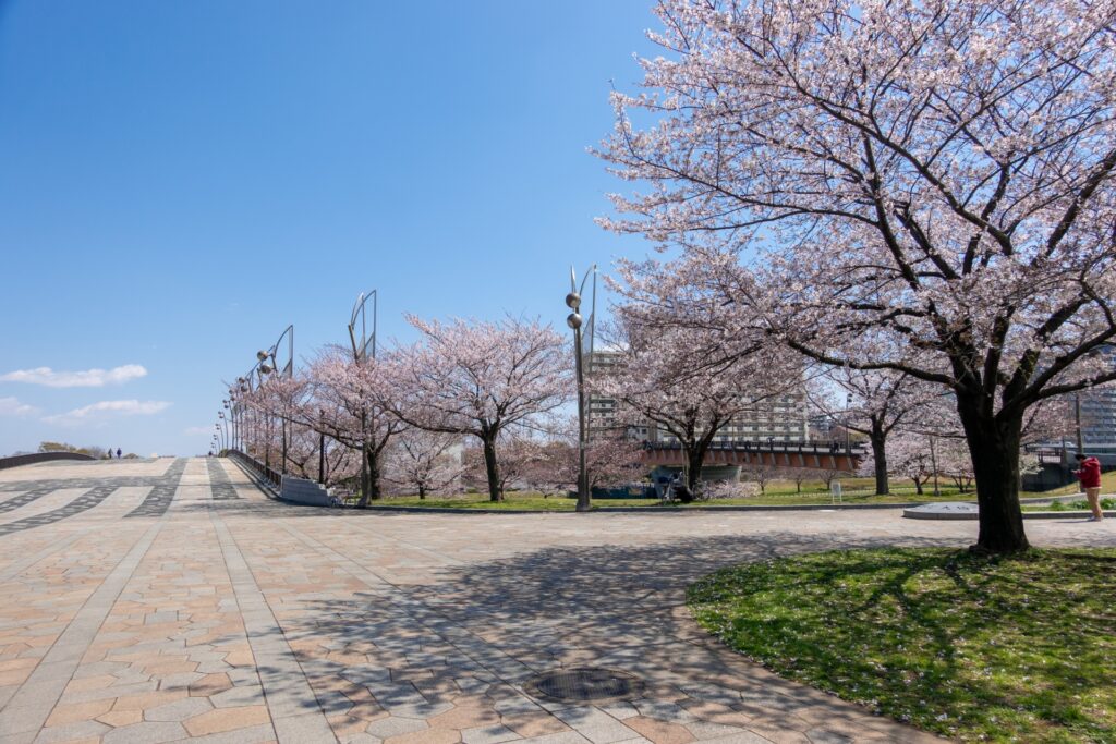 Cherry Blossom Spots in Tokyo Without the Crowds
