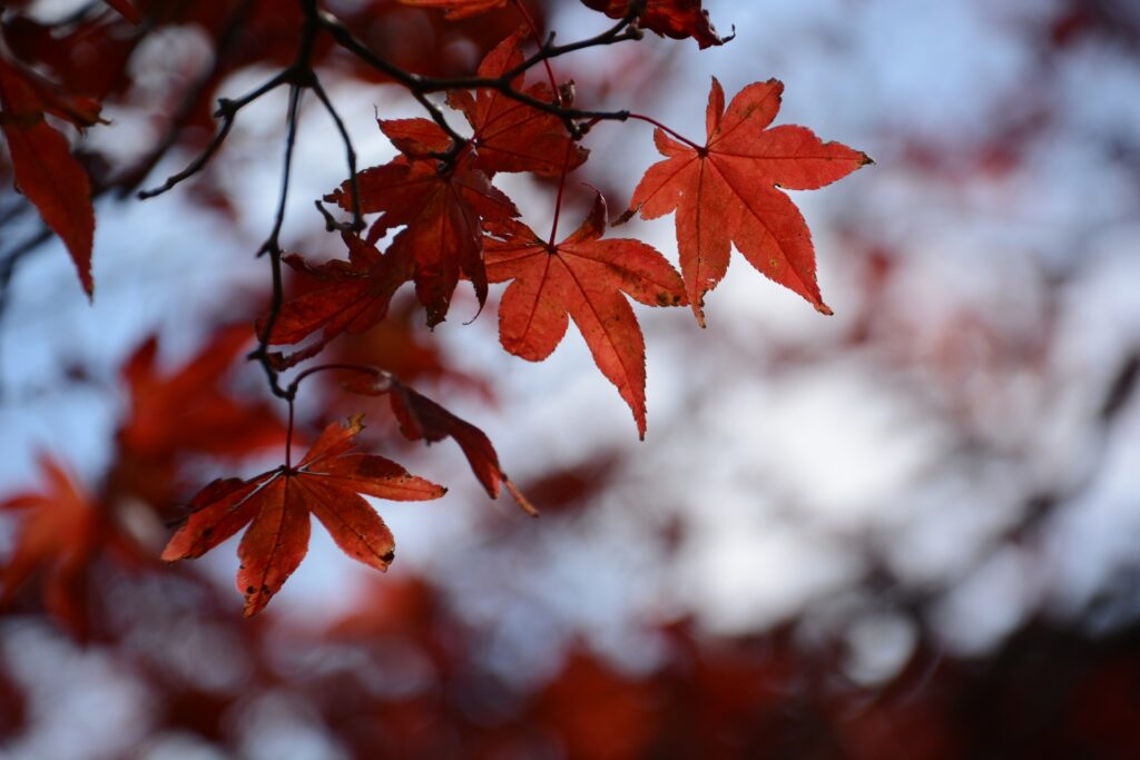 Top Places to Visit in Japan to See Autumn Leaves (2026 Guide) Top Places to Visit in Japan to See Autumn Leaves (2026 Guide)