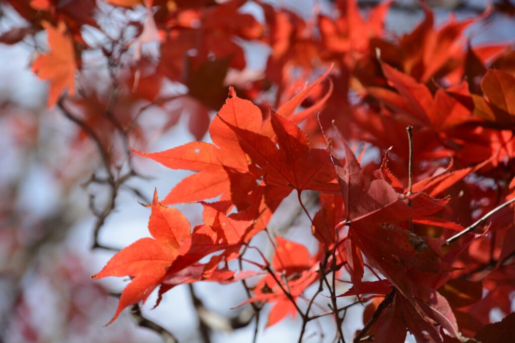 Autumn in Hakone Without the Crowds: Peaceful Places to Enjoy Fall Colors