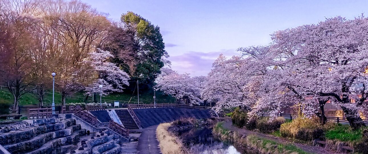 Cherry Blossom Day Trips from Tokyo Without the Crowds