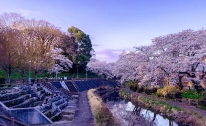 Cherry Blossom Day Trips from Tokyo Without the Crowds