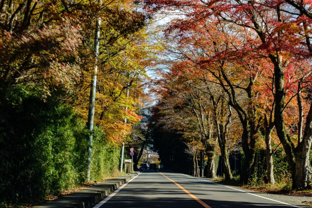 Top Places to Visit in Japan to See Autumn Leaves (2026 Guide) Top Places to Visit in Japan to See Autumn Leaves (2026 Guide)