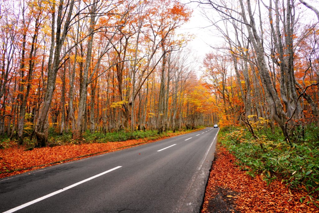 Oirase Gorge in Autumn: Walking Through Japan’s Most Beautiful Forest Stream