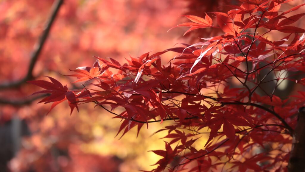Skip the Crowds This Fall: 5 Hidden Scenic Spots in Hakone