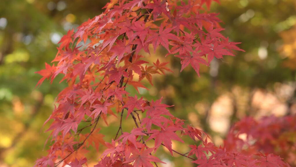 Skip the Crowds This Fall: 5 Hidden Scenic Spots in Hakone