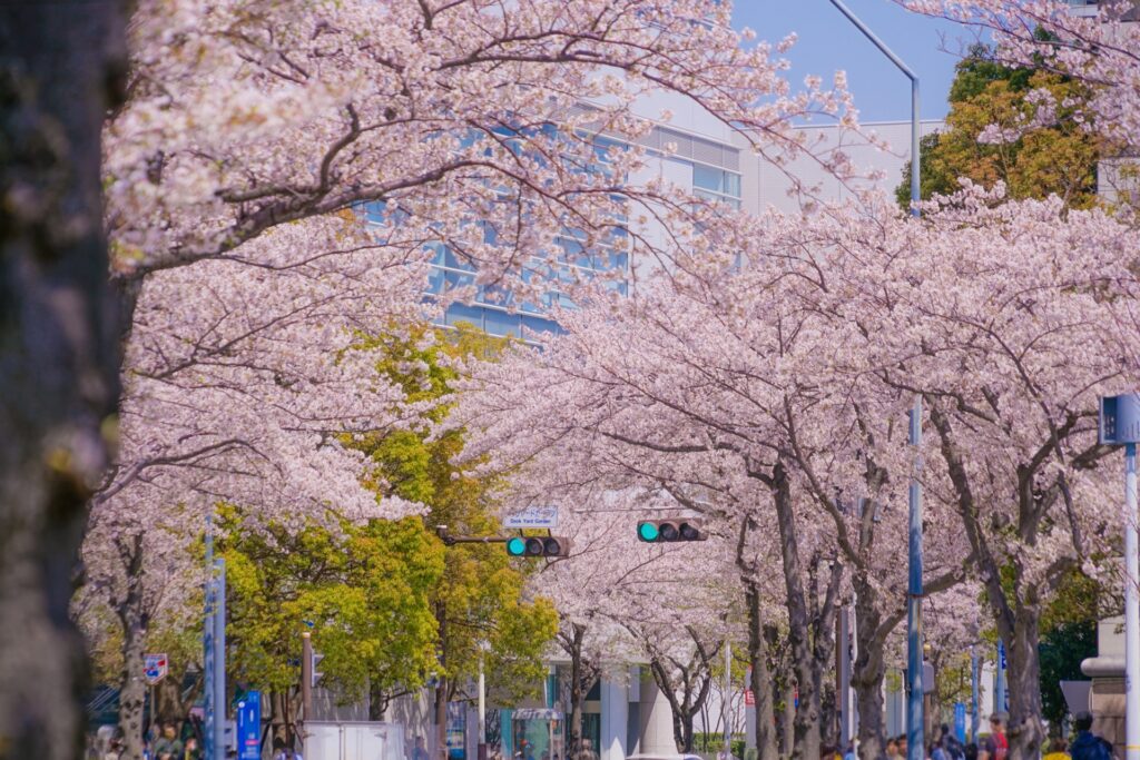Hidden Cherry Blossom Parks Most Tourists Miss in Tokyo
