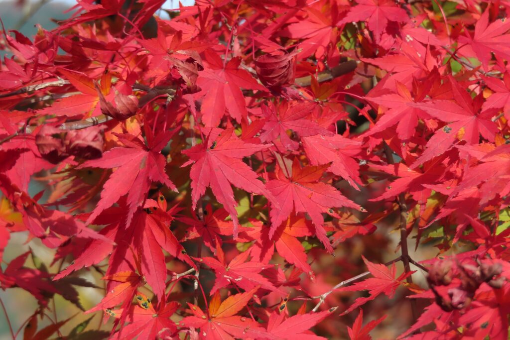 Skip the Crowds This Fall: 5 Hidden Scenic Spots in Hakone