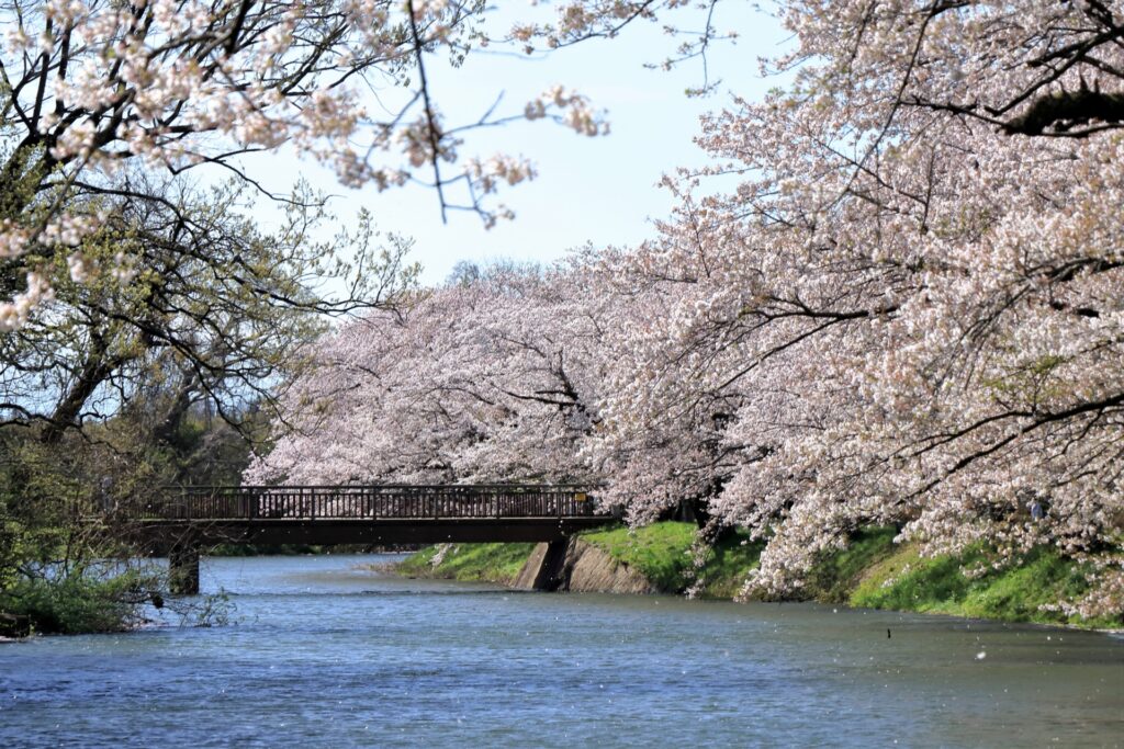 5 Peaceful Cherry Blossom Spots Near Tokyo