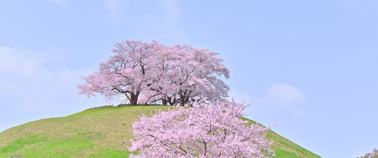 5 Peaceful Cherry Blossom Spots Near Tokyo