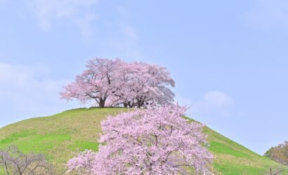 5 Peaceful Cherry Blossom Spots Near Tokyo
