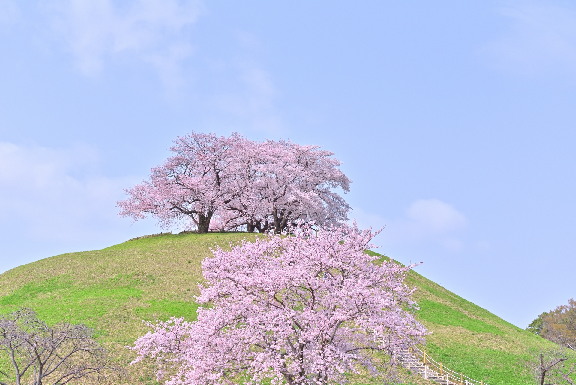 5 Peaceful Cherry Blossom Spots Near Tokyo