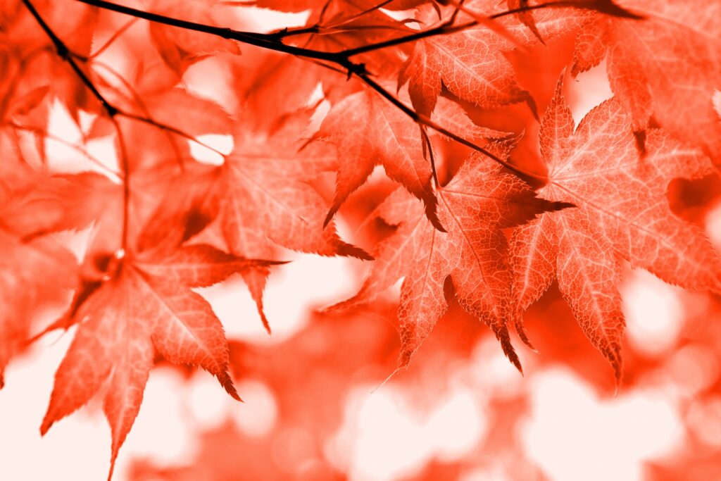 Top Places to Visit in Japan to See Autumn Leaves (2026 Guide) Top Places to Visit in Japan to See Autumn Leaves (2026 Guide)