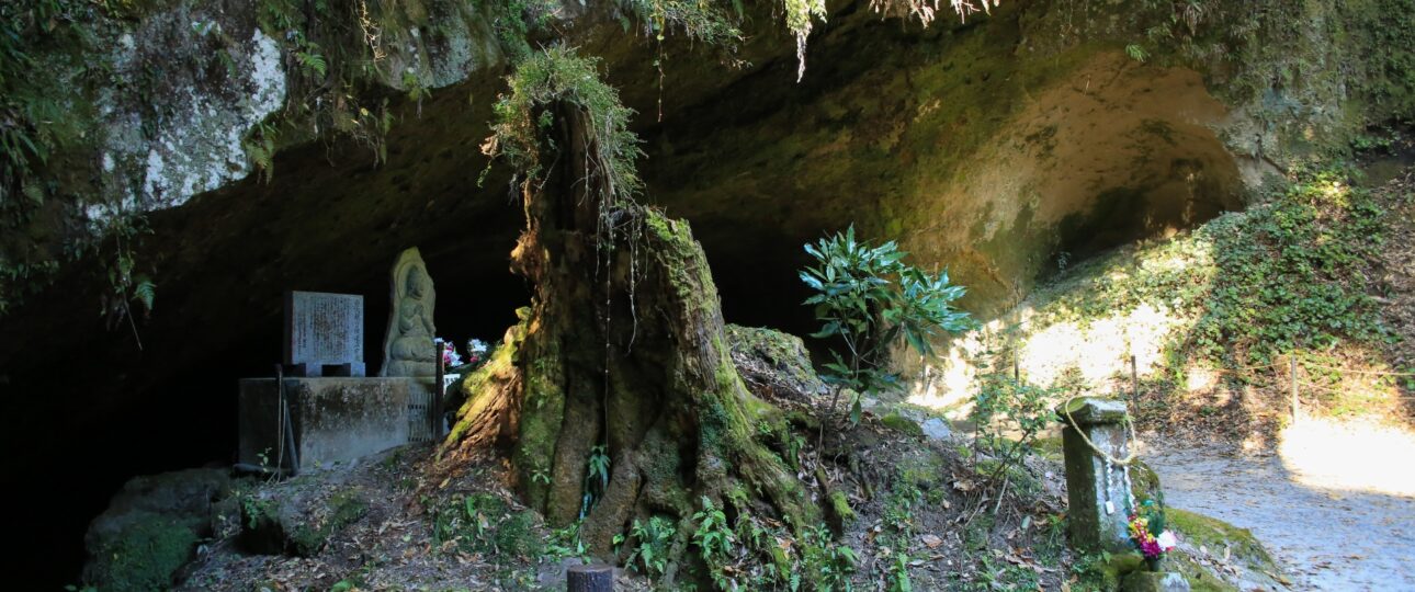 Yakushima: The Ancient Forest Island That Inspired Princess Mononoke