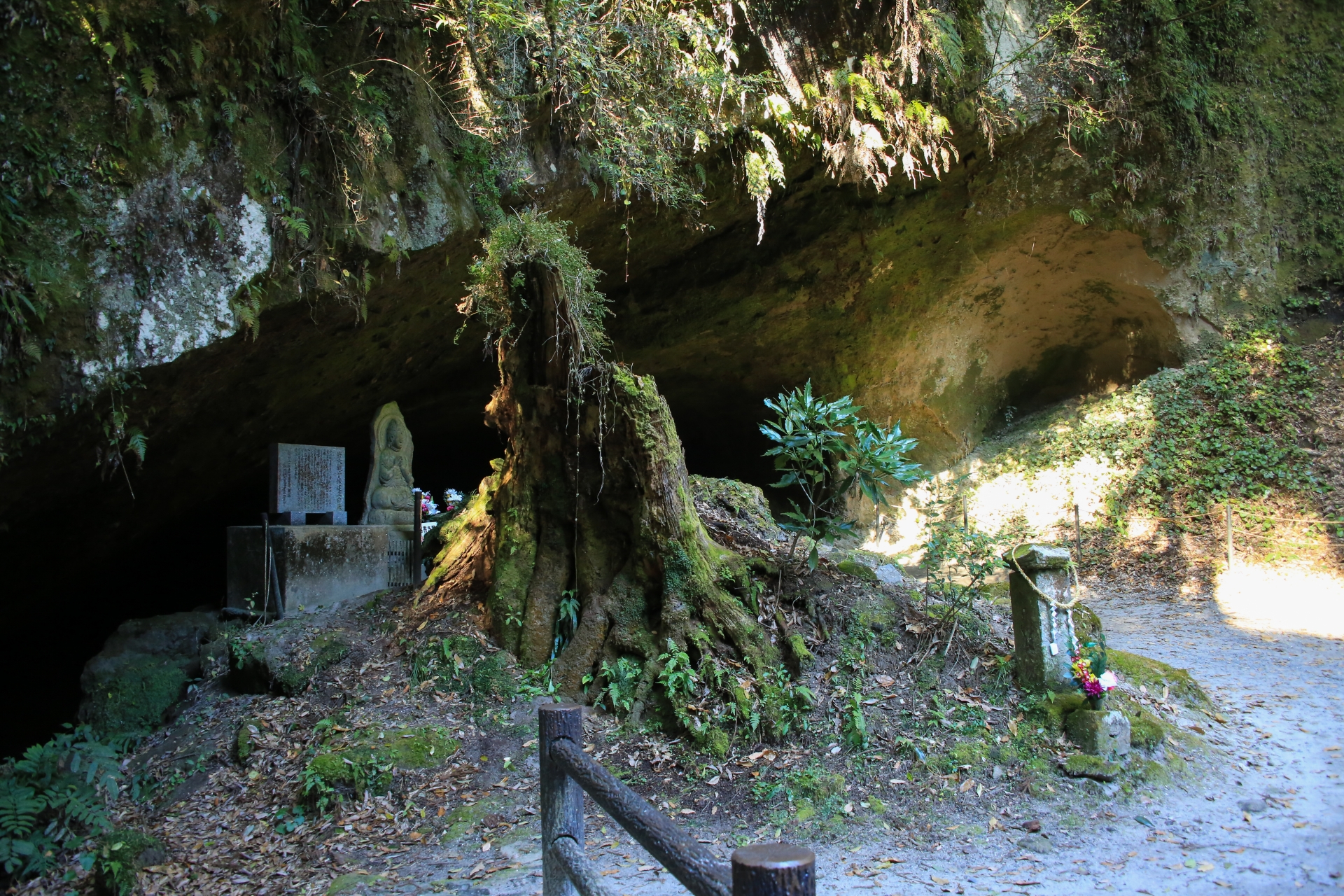 Yakushima Island: Explore the Forest That Inspired Princess Mononoke