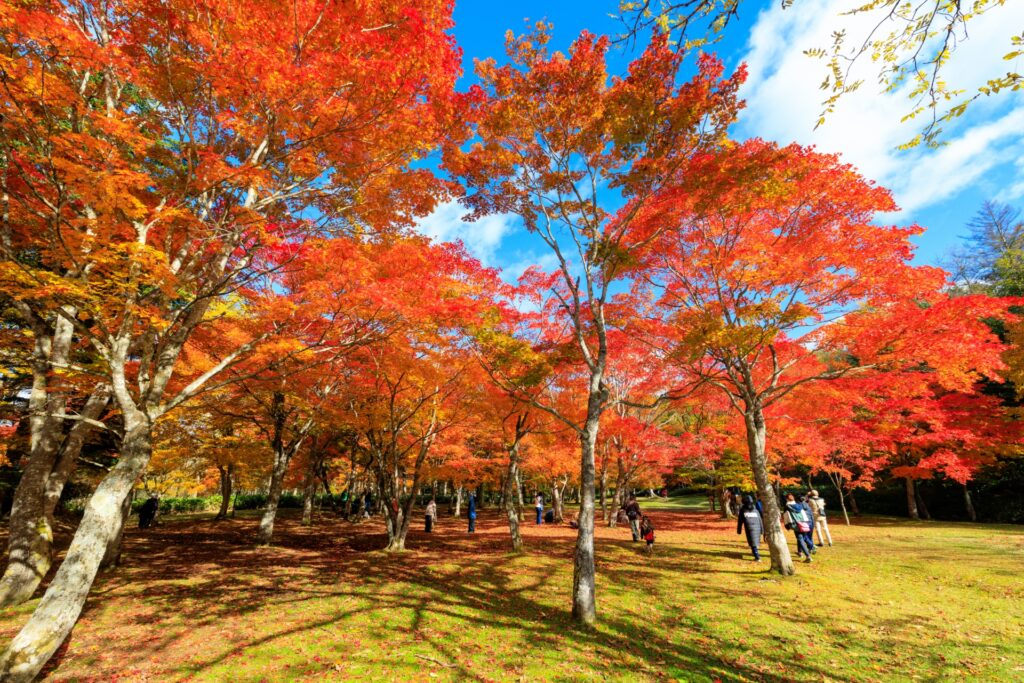 Japan Autumn Colors Guide: Why Hokkaido Peaks Earlier Japan Autumn Colors Guide: Why Hokkaido Peaks Earlier