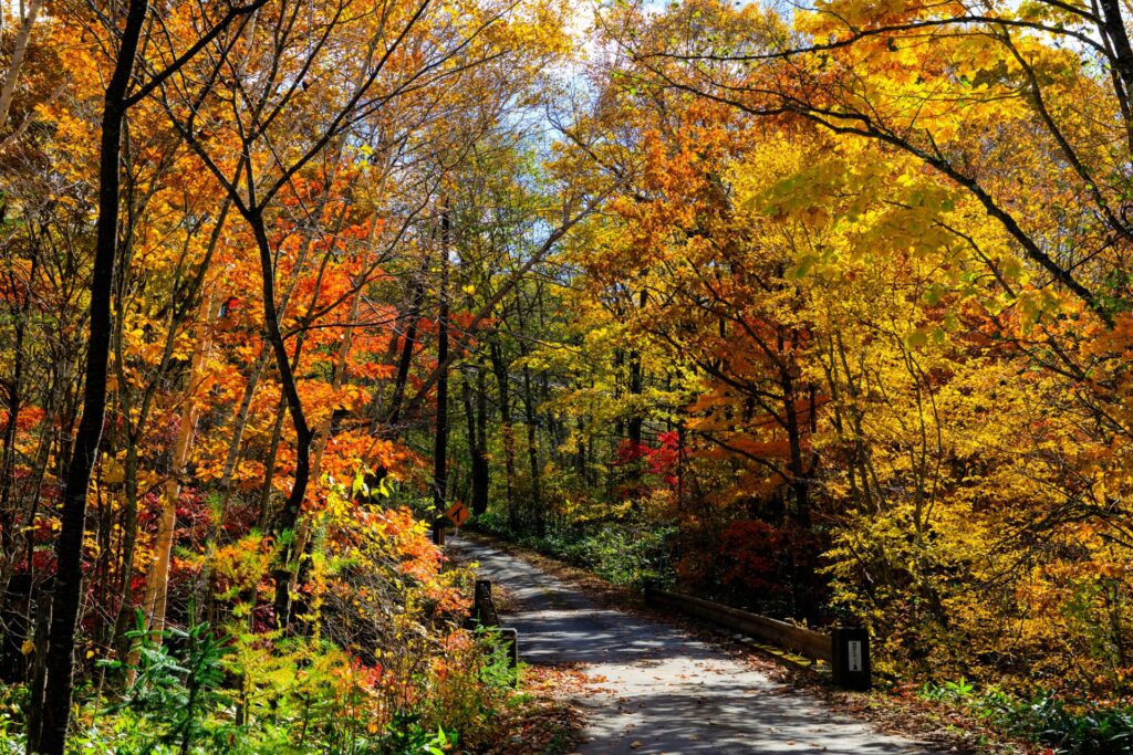 Best Time to Visit Hokkaido: Autumn vs Winter Compared Best Time to Visit Hokkaido: Autumn vs Winter Compared