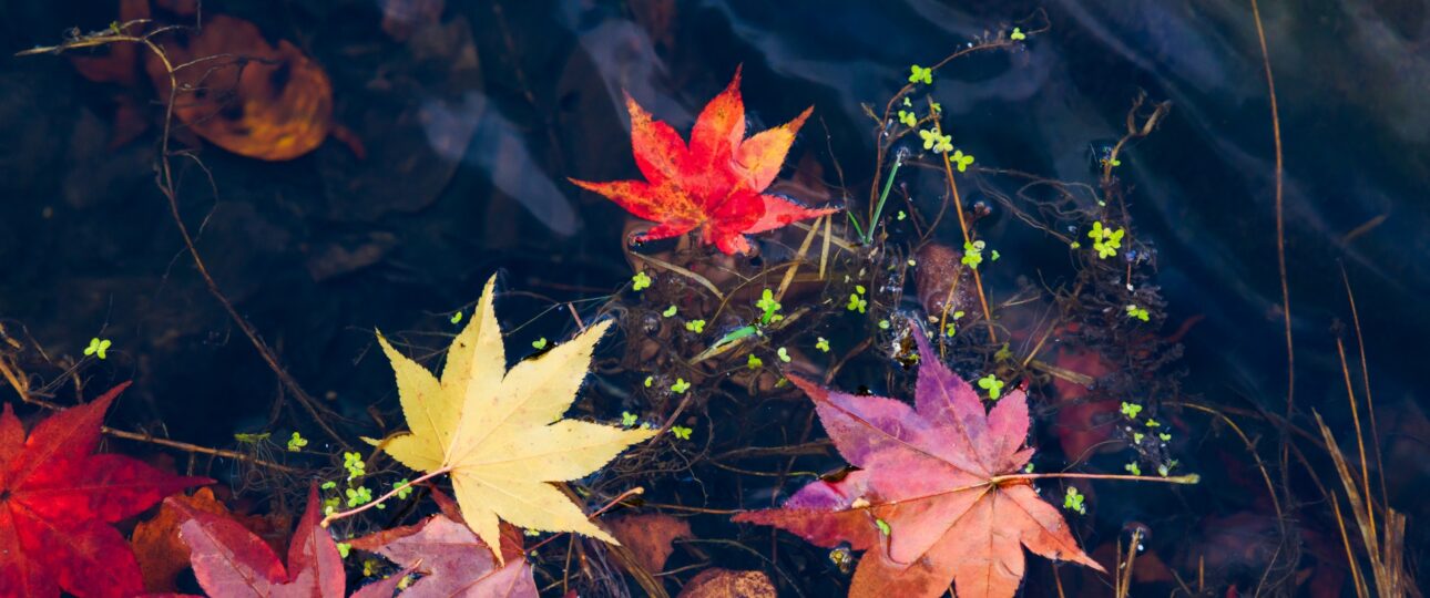Japan Autumn Colors Guide: Why Hokkaido Peaks Earlier Japan Autumn Colors Guide: Why Hokkaido Peaks Earlier