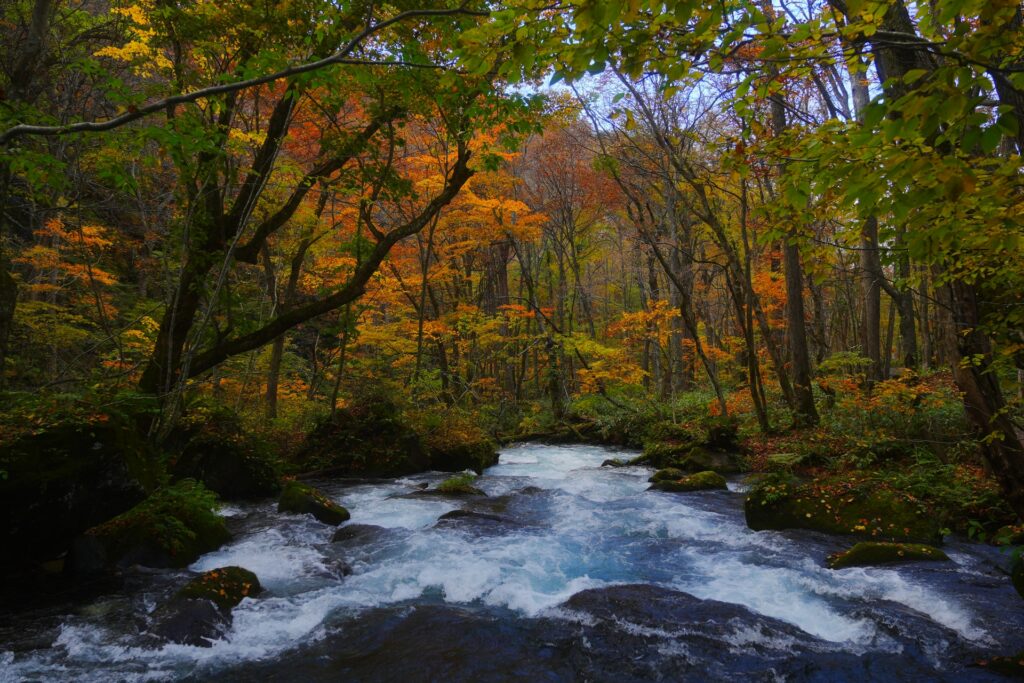 Oirase Gorge in Autumn: Walking Through Japan’s Most Beautiful Forest Stream