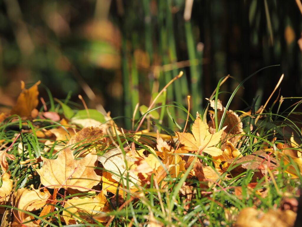 Escape the Crowds: Quiet Autumn Spots in Hakone for a Peaceful Fall Getaway