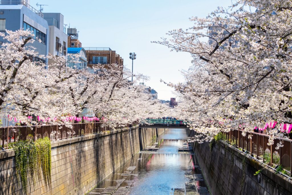 Hidden Cherry Blossom Parks Most Tourists Miss in Tokyo