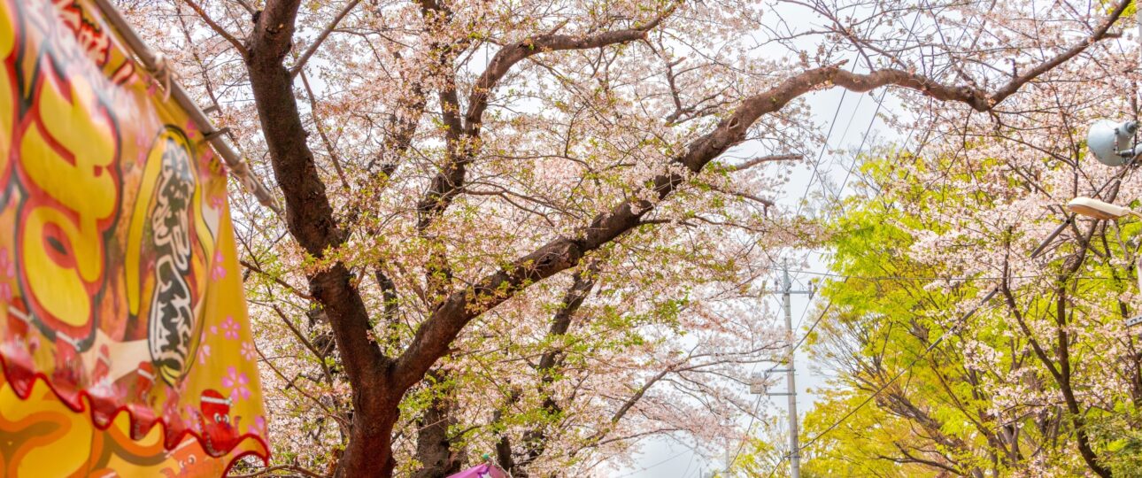 Hidden Cherry Blossom Parks Most Tourists Miss in Tokyo