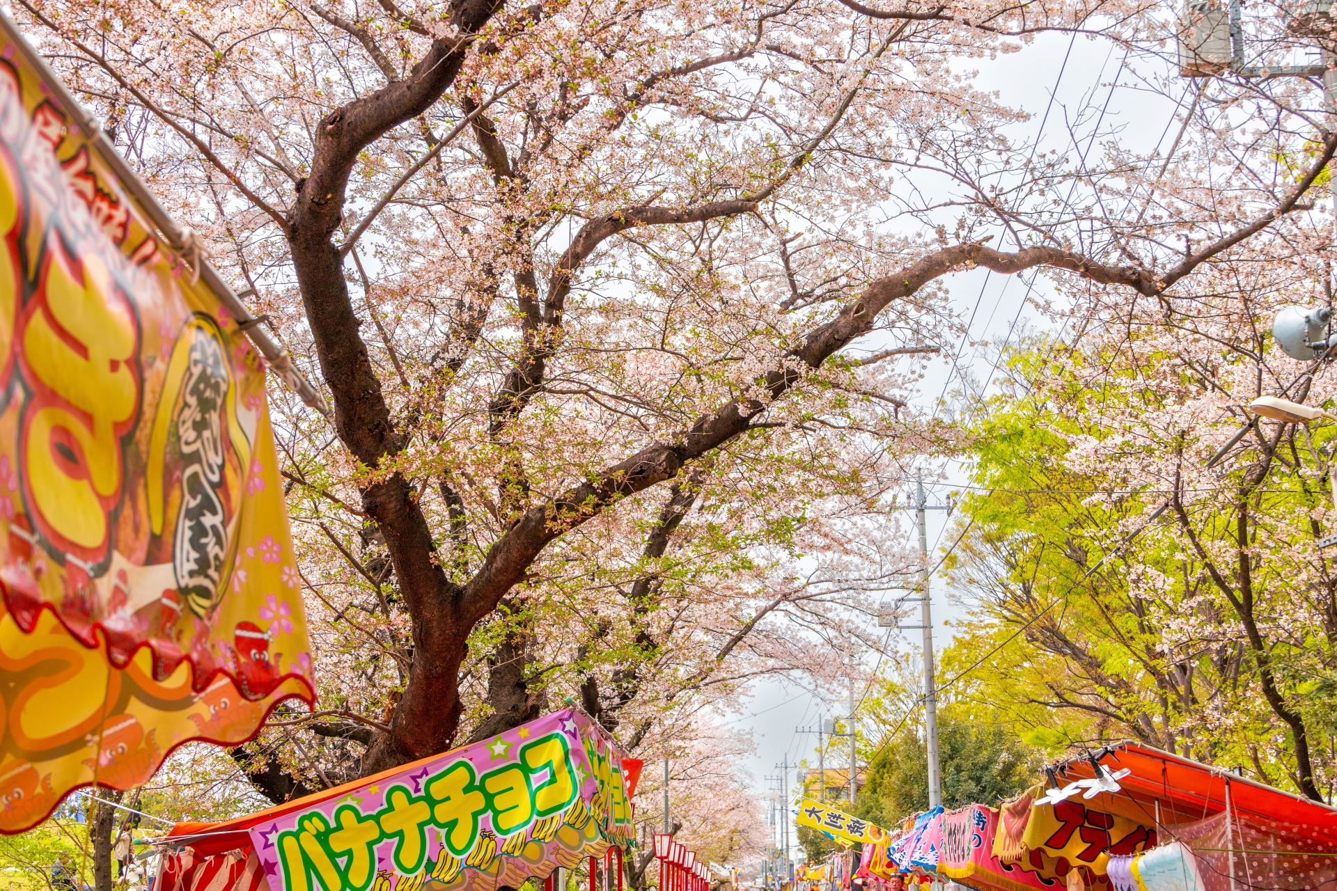 Hidden Cherry Blossom Parks Most Tourists Miss in Tokyo