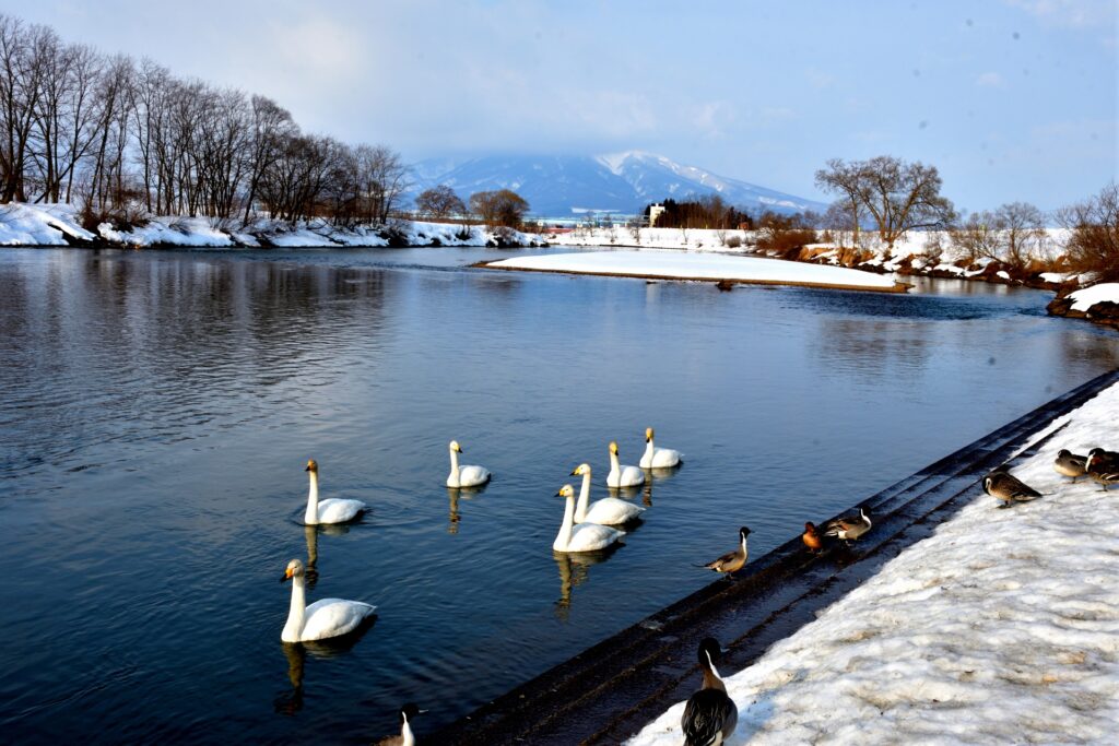 Hokkaido vs Aomori: Where to See the Best Snow in Japan? Hokkaido vs Aomori: Where to See the Best Snow in Japan?
