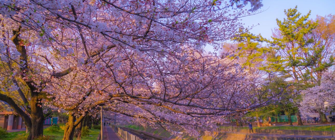 Cherry Blossom Spots in Tokyo Without the Crowds