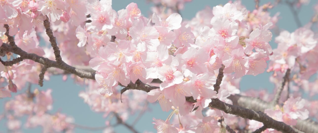 Quiet Sakura Walks Around Tokyo: Peaceful Cherry Blossom Paths to Explore