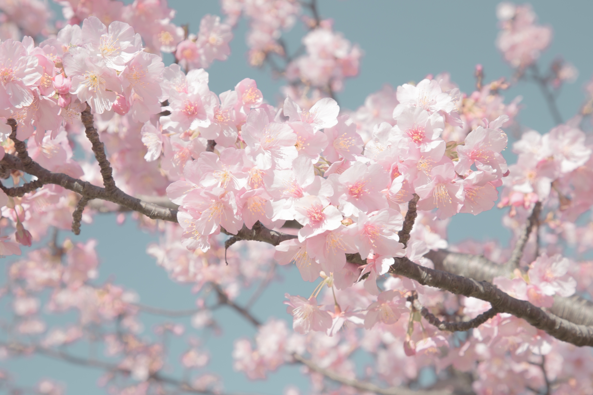Quiet Sakura Walks Around Tokyo: Peaceful Cherry Blossom Paths to Explore