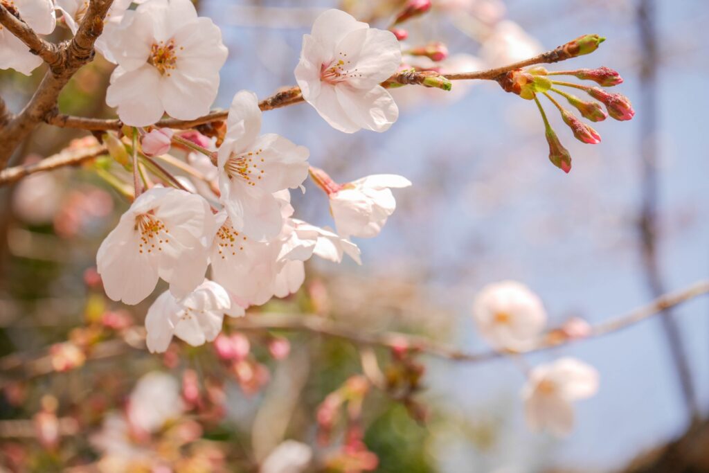 5 Peaceful Cherry Blossom Spots Near Tokyo