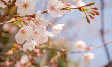 Hokkaido Cherry Blossom Itinerary – 6 Day Sakura Tour