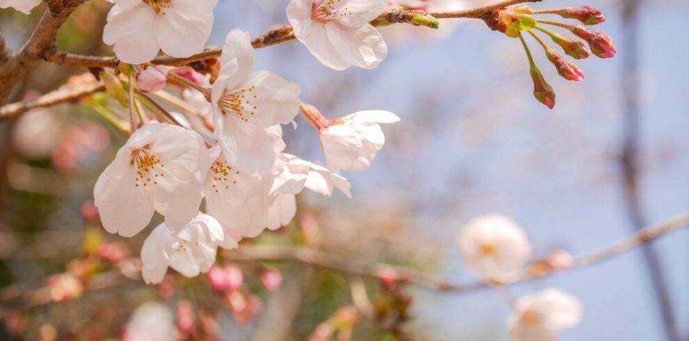 Hokkaido Cherry Blossom Itinerary – 6 Day Sakura Tour