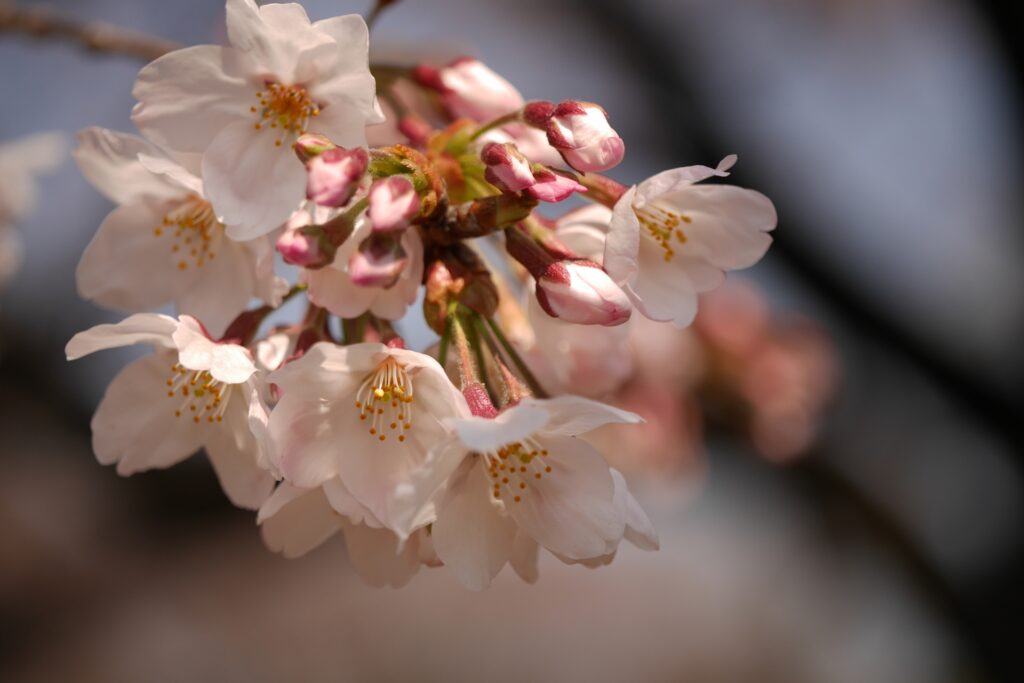 Quiet Sakura Walks Around Tokyo: Peaceful Cherry Blossom Paths to Explore