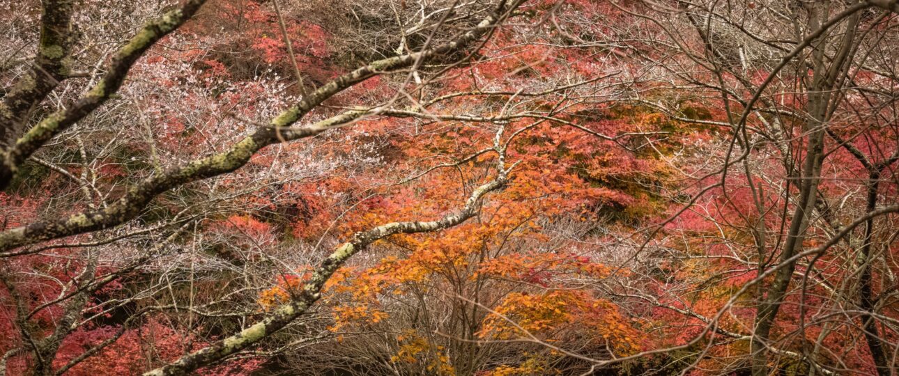 Hidden Autumn Destinations in Japan: 8 Scenic Places Beyond the Crowds Hidden Autumn Destinations in Japan: 8 Scenic Places Beyond the Crowds