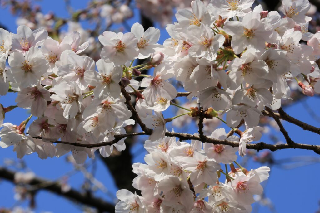 5 Peaceful Cherry Blossom Spots Near Tokyo